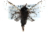  ( - CCDB-29063-F07)  @11 [ ] CreativeCommons - Attribution (2016) CBG Photography Group Centre for Biodiversity Genomics