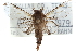  ( - CCDB-29063-F08)  @11 [ ] CreativeCommons - Attribution (2016) CBG Photography Group Centre for Biodiversity Genomics