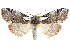  ( - CCDB-29063-H05)  @11 [ ] CreativeCommons - Attribution (2016) CBG Photography Group Centre for Biodiversity Genomics