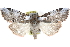  ( - CCDB-29063-H06)  @11 [ ] CreativeCommons - Attribution (2016) CBG Photography Group Centre for Biodiversity Genomics