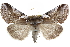  ( - CCDB-29063-H09)  @15 [ ] CreativeCommons - Attribution (2016) CBG Photography Group Centre for Biodiversity Genomics