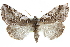  (Habrosyne gloriosa - CCDB-29063-H10)  @15 [ ] CreativeCommons - Attribution (2016) CBG Photography Group Centre for Biodiversity Genomics