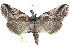 ( - CCDB-29063-H11)  @14 [ ] CreativeCommons - Attribution (2016) CBG Photography Group Centre for Biodiversity Genomics