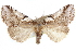  ( - CCDB-29064-A01)  @11 [ ] CreativeCommons - Attribution (2016) CBG Photography Group Centre for Biodiversity Genomics
