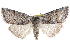  ( - CCDB-29064-A04)  @14 [ ] CreativeCommons - Attribution (2016) CBG Photography Group Centre for Biodiversity Genomics