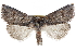  ( - CCDB-29064-A07)  @11 [ ] CreativeCommons - Attribution (2016) CBG Photography Group Centre for Biodiversity Genomics