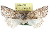  ( - CCDB-29064-A08)  @11 [ ] CreativeCommons - Attribution (2016) CBG Photography Group Centre for Biodiversity Genomics
