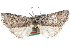  (Ceranemota partida - CCDB-29064-A11)  @11 [ ] CreativeCommons - Attribution (2016) CBG Photography Group Centre for Biodiversity Genomics