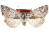  (Ceranemota amplifascia - CCDB-29064-B01)  @11 [ ] CreativeCommons - Attribution (2016) CBG Photography Group Centre for Biodiversity Genomics
