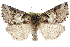  ( - CCDB-29064-B02)  @15 [ ] CreativeCommons - Attribution (2016) CBG Photography Group Centre for Biodiversity Genomics