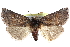  (Ceranemota crumbi - CCDB-29064-B07)  @14 [ ] CreativeCommons - Attribution (2016) CBG Photography Group Centre for Biodiversity Genomics