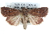  ( - CCDB-29064-F11)  @13 [ ] CreativeCommons - Attribution (2016) CBG Photography Group Centre for Biodiversity Genomics
