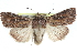  (Mythimna latericia - CCDB-29064-F12)  @14 [ ] CreativeCommons - Attribution (2016) CBG Photography Group Centre for Biodiversity Genomics