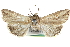  (Mythimna evoei - CCDB-29064-G01)  @13 [ ] CreativeCommons - Attribution (2016) CBG Photography Group Centre for Biodiversity Genomics