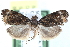  ( - CCDB-29065-C05)  @13 [ ] CreativeCommons - Attribution (2016) CBG Photography Group Centre for Biodiversity Genomics