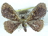  ( - CCDB-29068-A08)  @13 [ ] CreativeCommons - Attribution (2017) CBG Photography Group Centre for Biodiversity Genomics