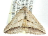  ( - CCDB-29068-C08)  @11 [ ] CreativeCommons - Attribution (2017) CBG Photography Group Centre for Biodiversity Genomics