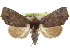  (Lineopalpa rufa - CCDB-29068-D08)  @14 [ ] CreativeCommons - Attribution (2017) CBG Photography Group Centre for Biodiversity Genomics