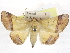  (Strongylosia - CCDB-29068-D09)  @14 [ ] CreativeCommons - Attribution (2017) CBG Photography Group Centre for Biodiversity Genomics