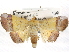  ( - CCDB-29068-D10)  @14 [ ] CreativeCommons - Attribution (2017) CBG Photography Group Centre for Biodiversity Genomics