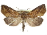  ( - CCDB-29068-E05)  @11 [ ] CreativeCommons - Attribution (2017) CBG Photography Group Centre for Biodiversity Genomics
