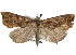  (Plusiodonta chalcomera - CCDB-29068-E06)  @11 [ ] CreativeCommons - Attribution (2017) CBG Photography Group Centre for Biodiversity Genomics