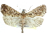  (Plusiodonta wahlbergi - CCDB-29068-E07)  @11 [ ] CreativeCommons - Attribution (2017) CBG Photography Group Centre for Biodiversity Genomics