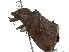  (Plusiodonta theresae - CCDB-29068-E08)  @11 [ ] CreativeCommons - Attribution (2017) CBG Photography Group Centre for Biodiversity Genomics