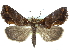 (Plusiodonta megista - CCDB-29068-E09)  @15 [ ] CreativeCommons - Attribution (2017) CBG Photography Group Centre for Biodiversity Genomics