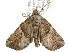  (Plusiodonta speciosissima - CCDB-29068-E10)  @11 [ ] CreativeCommons - Attribution (2017) CBG Photography Group Centre for Biodiversity Genomics