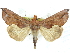  (Calpe excavata - CCDB-29068-F09)  @11 [ ] CreativeCommons - Attribution (2017) CBG Photography Group Centre for Biodiversity Genomics