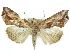  (Calpe emarginata - CCDB-29068-F10)  @11 [ ] CreativeCommons - Attribution (2017) CBG Photography Group Centre for Biodiversity Genomics