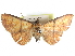  (Phlogochroa - CCDB-29068-G08)  @11 [ ] CreativeCommons - Attribution (2017) CBG Photography Group Centre for Biodiversity Genomics