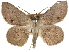  ( - CCDB-29068-G10)  @11 [ ] CreativeCommons - Attribution (2017) CBG Photography Group Centre for Biodiversity Genomics