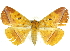  ( - CCDB-29068-H03)  @13 [ ] CreativeCommons - Attribution (2017) CBG Photography Group Centre for Biodiversity Genomics