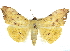  ( - CCDB-29068-H04)  @14 [ ] CreativeCommons - Attribution (2017) CBG Photography Group Centre for Biodiversity Genomics