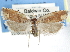 ( - CCDB-29454-B12)  @11 [ ] CreativeCommons - Attribution (2017) CBG Photography Group Centre for Biodiversity Genomics