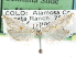  ( - CCDB-29454-C06)  @11 [ ] CreativeCommons - Attribution (2017) CBG Photography Group Centre for Biodiversity Genomics
