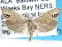  ( - CCDB-29454-C10)  @14 [ ] CreativeCommons - Attribution (2017) CBG Photography Group Centre for Biodiversity Genomics