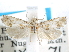  ( - CCDB-29454-D09)  @11 [ ] CreativeCommons - Attribution (2017) CBG Photography Group Centre for Biodiversity Genomics