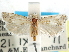  ( - CCDB-29454-D10)  @11 [ ] CreativeCommons - Attribution (2017) CBG Photography Group Centre for Biodiversity Genomics