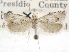  ( - CCDB-29454-D11)  @11 [ ] CreativeCommons - Attribution (2017) CBG Photography Group Centre for Biodiversity Genomics