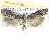  ( - CCDB-29454-F08)  @11 [ ] CreativeCommons - Attribution (2017) CBG Photography Group Centre for Biodiversity Genomics