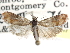 ( - CCDB-29454-F12)  @11 [ ] CreativeCommons - Attribution (2017) CBG Photography Group Centre for Biodiversity Genomics