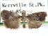  ( - CCDB-29454-G12)  @11 [ ] CreativeCommons - Attribution (2017) CBG Photography Group Centre for Biodiversity Genomics