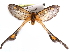  (Semioptila torta - CCDB-29455-A01)  @14 [ ] CreativeCommons - Attribution (2017) CBG Photography Group Centre for Biodiversity Genomics