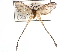  (Semioptila ursula - CCDB-29455-A02)  @11 [ ] CreativeCommons - Attribution (2017) CBG Photography Group Centre for Biodiversity Genomics