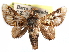  (Paleophobetron perornata - CCDB-29455-B01)  @11 [ ] CreativeCommons - Attribution (2017) CBG Photography Group Centre for Biodiversity Genomics