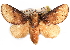  ( - CCDB-29455-B07)  @13 [ ] CreativeCommons - Attribution (2017) CBG Photography Group Centre for Biodiversity Genomics