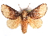  ( - CCDB-29455-B09)  @13 [ ] CreativeCommons - Attribution (2017) CBG Photography Group Centre for Biodiversity Genomics